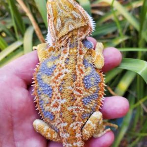 Orange Blue Bar Bearded Dragon (Stock BDM26)