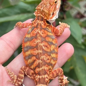 Tangerine Translucent Bearded Dragon (Stock BDB34)