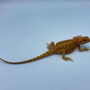 Hypo Translucent Blue Bar Leatherback Bearded Dragon (Stock BDM1)