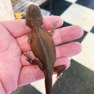 Translucent Witblits Bearded Dragons