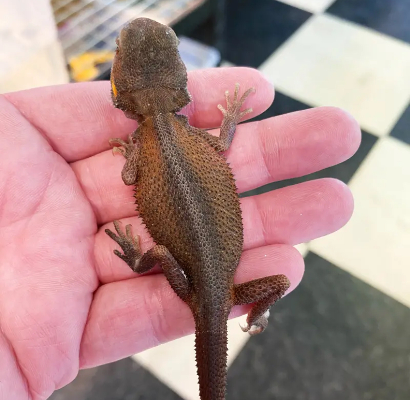 Translucent Witblits Bearded Dragons