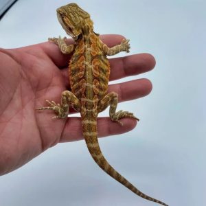 Super Red Leatherback Bearded Dragons