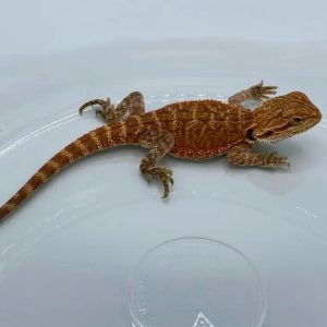 Red Bearded Dragons for sale