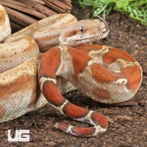 CA T+ Sunglow Red Tail Boa Male (Stock BAPSBOA5)