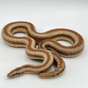Albino Harquahala Rosy Boas for Sale