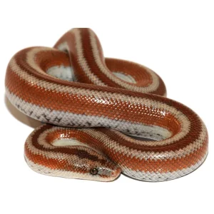 ADULT & Baby Rosy Boas (Limited Edition Morphs)