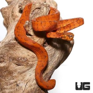 Red & Orange Colored Amazon Tree Boas (Rare!)