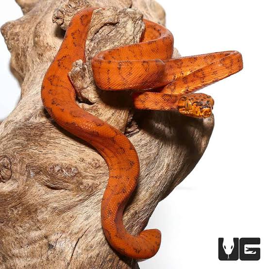 Red & Orange Colored Amazon Tree Boas (Rare!)