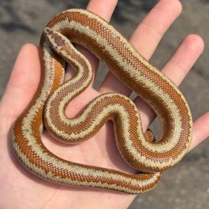 Albino Rosy Boas for Sale
