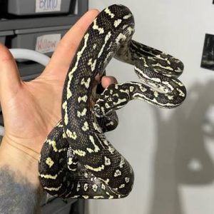 Coastal Carpet X Diamond Pythons