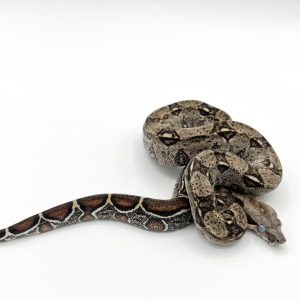 Monster Tail X Boas