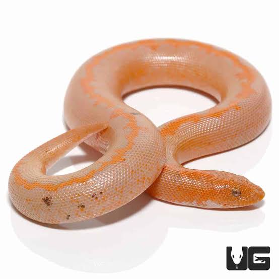 Albino Striped Kenyan Sand Boas