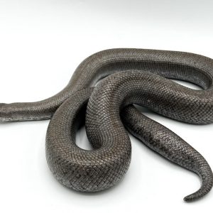 Anery Het Snow Rosy Boa