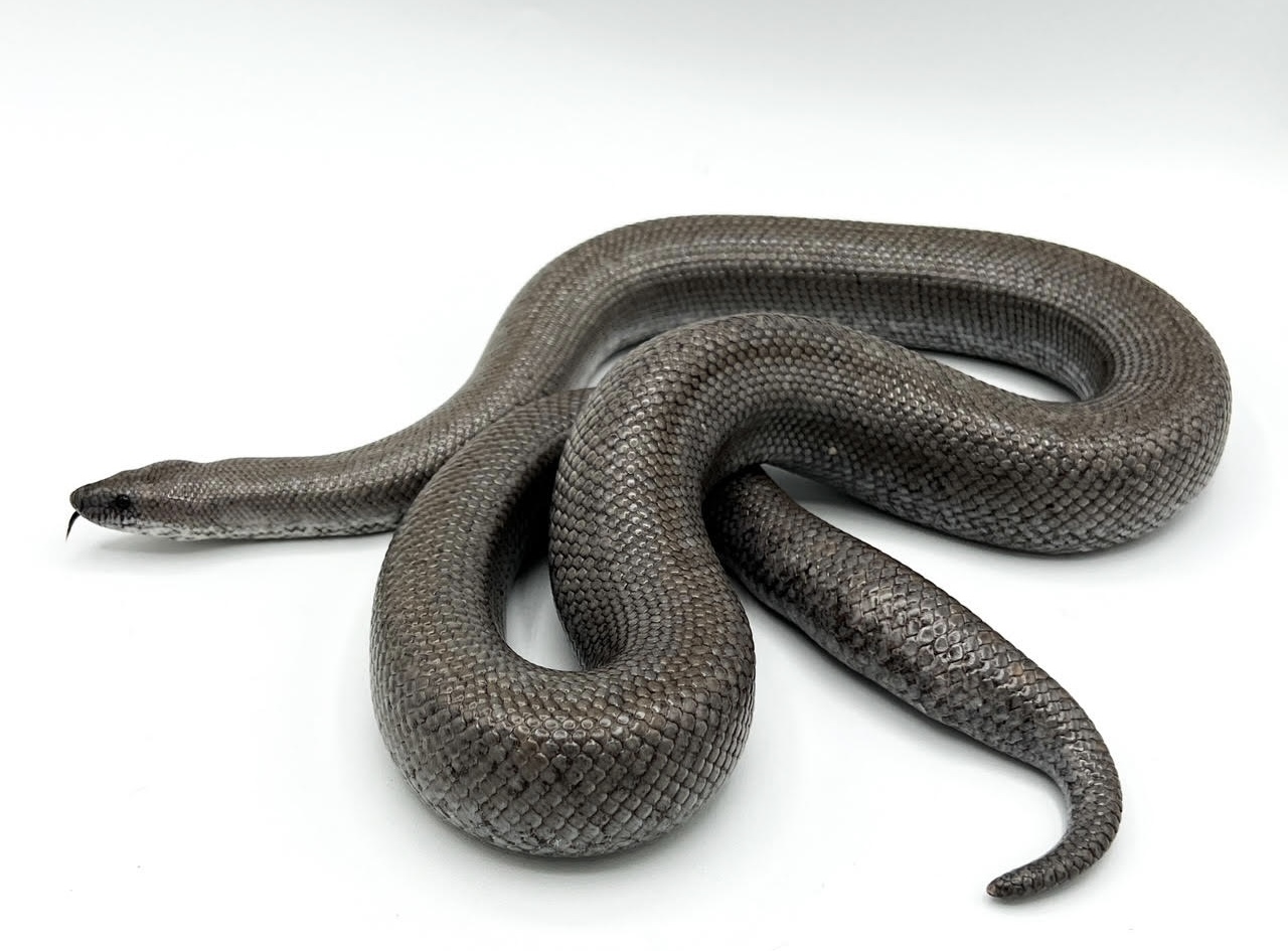 Anery Het Snow Rosy Boa