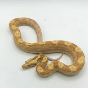Salmon Keltic Boas for Sale