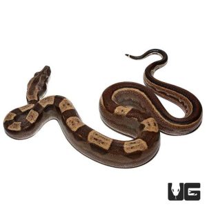 Hypo Motley Jungle T+ Het Boas