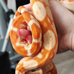 Sunglow Boas For Sale