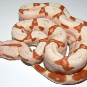 Albino Sunglow Boas