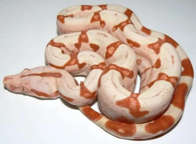 Albino Sunglow Boas
