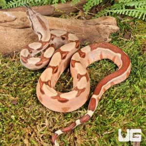 Hypo Salmon Boa for Sale