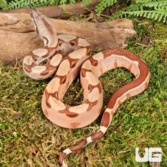 Hypo Salmon Boa for Sale