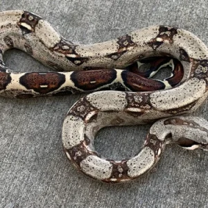 Sunset Red Tail Boas for sale