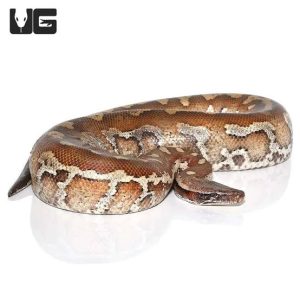 Sumatran Blood Pythons for Sale