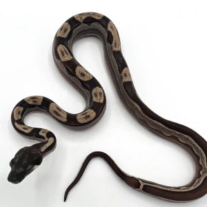 Jungle Motley (Het Albino) Boas