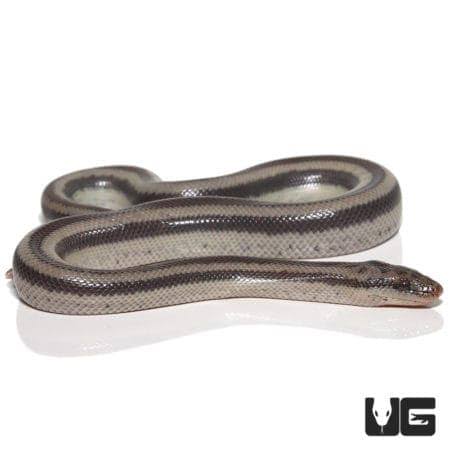 Melanistic Bay of LA Rosy Boa