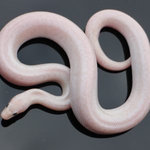 Pearl Rosy Boas for Sale