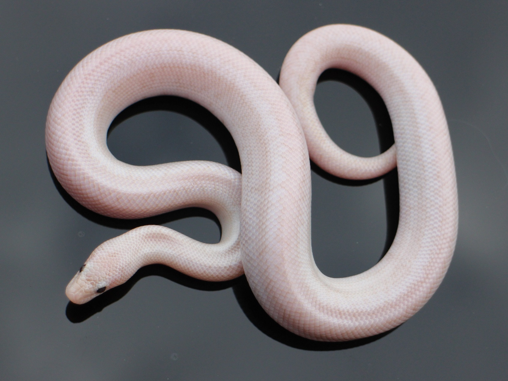 Pearl Rosy Boas for Sale