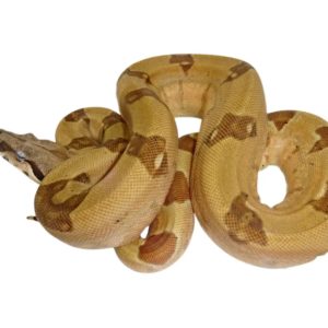 Super Hypo Jungle Colombian Boas