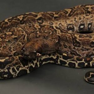 Leopard Boas for Sale