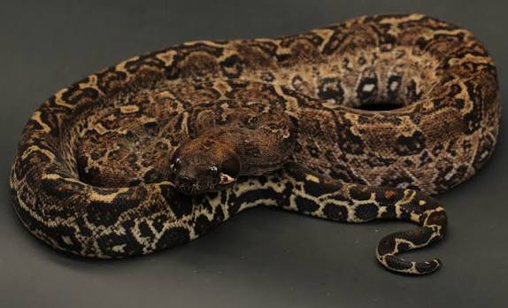 Leopard Boas for Sale