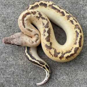 Ivory Blood Pythons for Sale