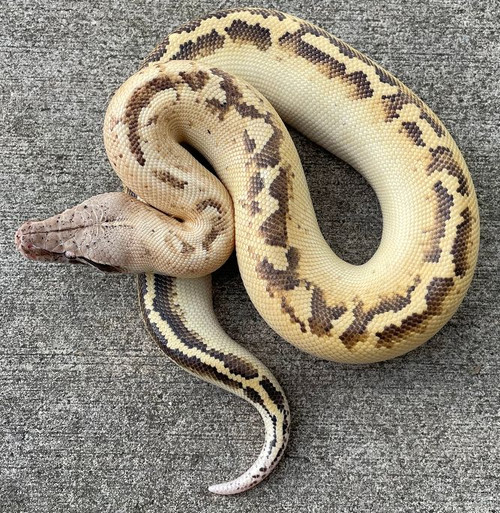 Ivory Blood Pythons for Sale