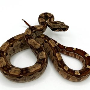 Double Het Sunglow Keltic Boas
