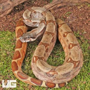 Hypo Colombian Red Tail Boas