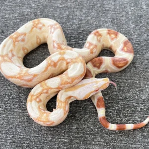 Albino Boas for Sale