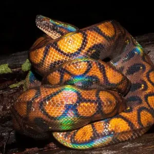 Brazilian Rainbow Boas