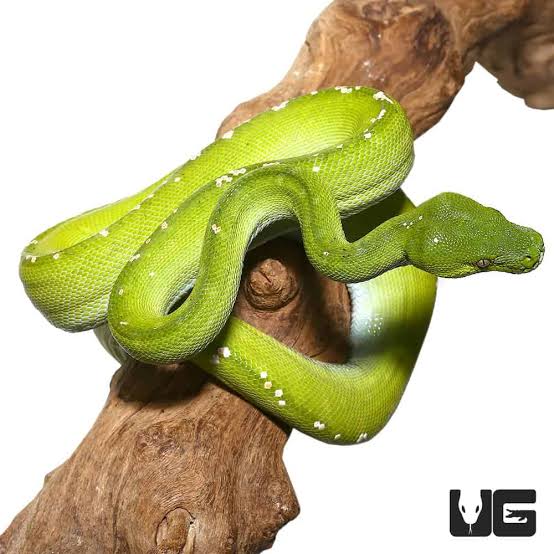 Aru Green Tree Pythons