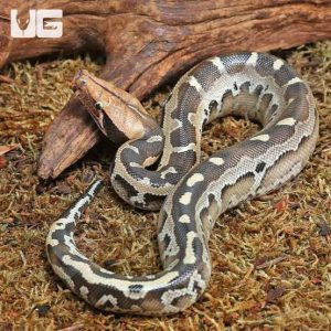 Borneo Blood Pythons for sale