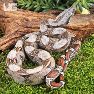Columbian Red Tail Boa