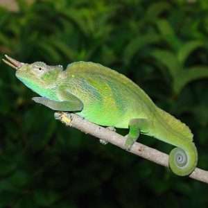Two Horned Chameleon for Sale