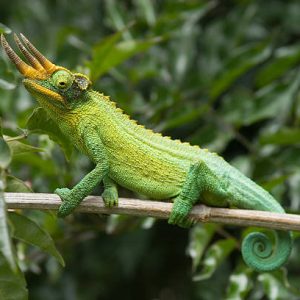 Three Horned Chameleon for Sale