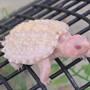 Albino Snapping Turtle for Sale
