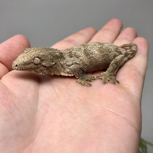 BABY MT KOGHIS LEACHIANUS GECKOS FOR SALE