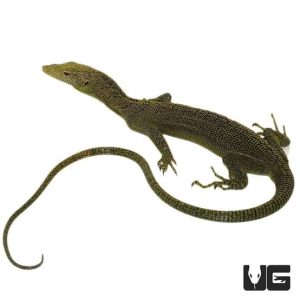 BABY KORDENSIS GREEN TREE MONITOR FOR SALE
