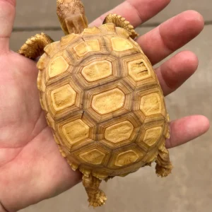 JUVENILE IVORY SULCATA TORTOISE FOR SALE