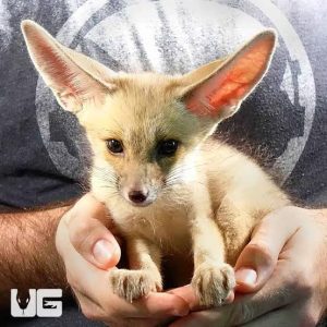RUPPELL'S FOX FOR SALE
